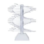 Vertikaler Lackmusterkorb 60 Stück WZ23 – Bild 2