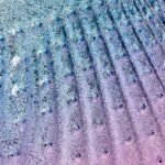 Muschelstaubpinsel – Bild 3